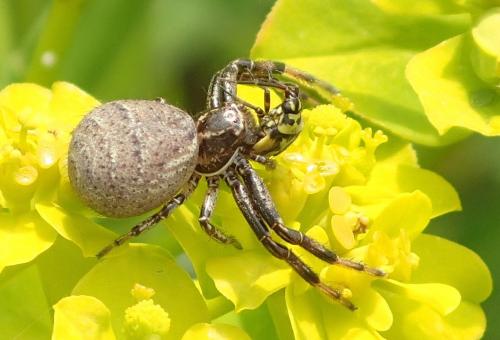 Xysticus kempeleni